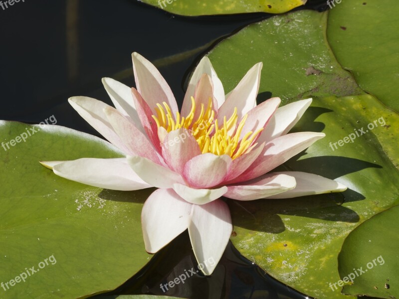 Flowers Nénufar Flora Aquatic Plant Water Lily