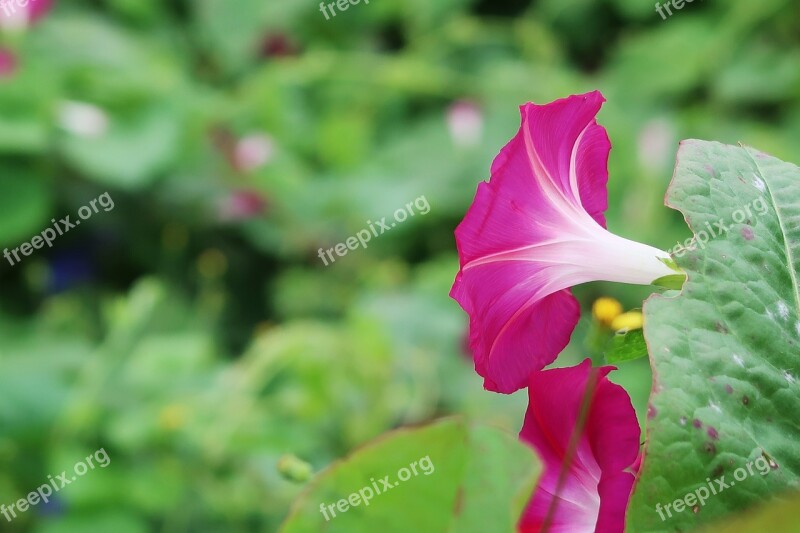 Morning Glory Flowers Plants Free Photos