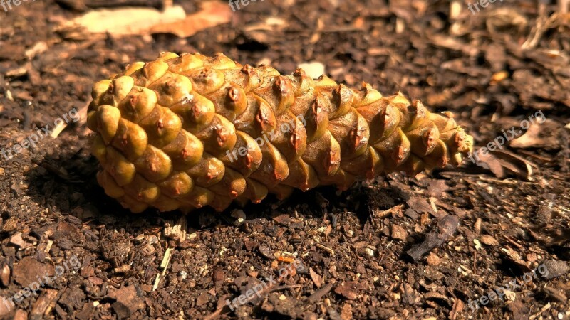 Pine Cone Small Brown Closed Cone Free Photos