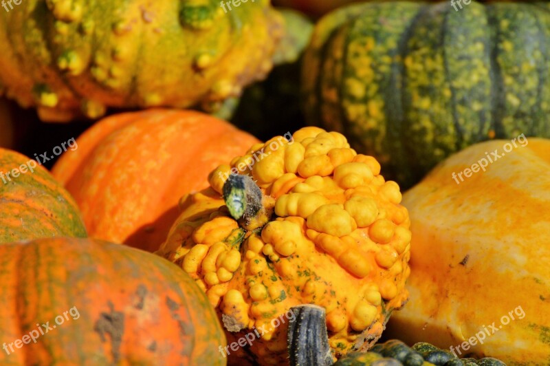 Pumpkin Fruit Orange Autumn Cucurbita Maxima