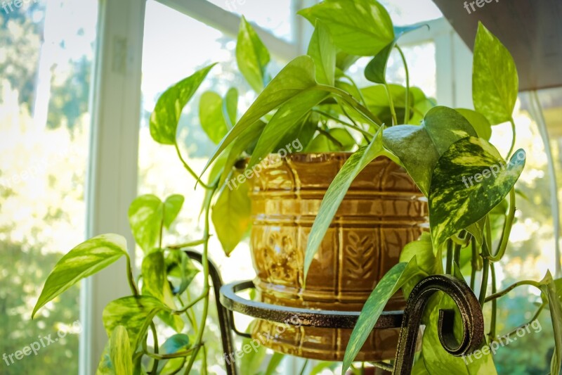 Plant Home Pet Indoor Plant House Plant