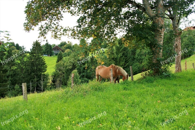 Meadow The Horse Autumn Pasture Land Steeply