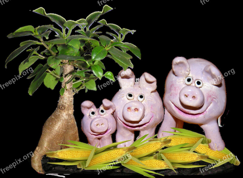 Farm Pigs Corn Free Photos