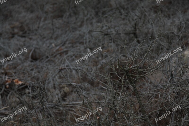 Windfall Dry Branches The Branches Of Trees Landscape Nature