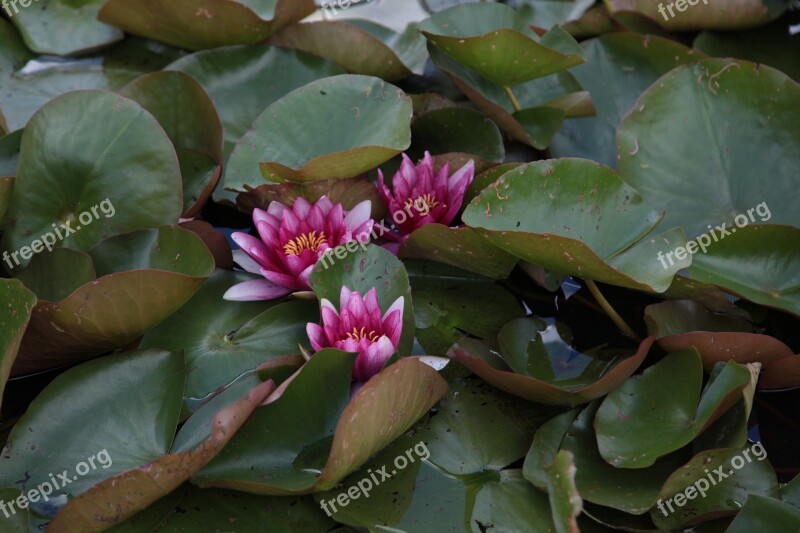 Lily Leaves Flower Bloom Beautiful Flower