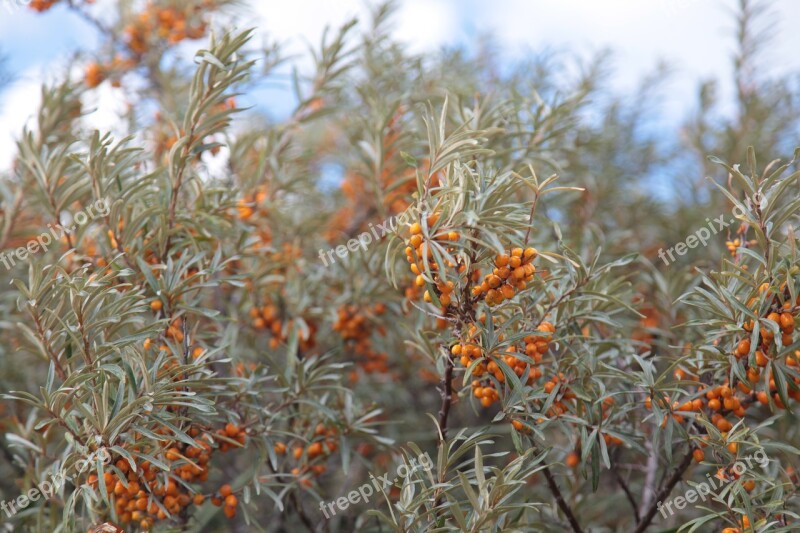 Sea-buckthorn Bush Autumn Nature Fall Colors