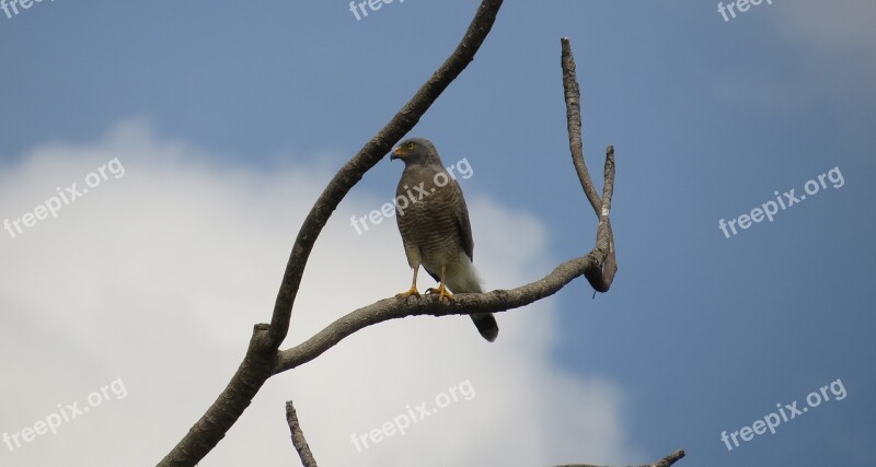 Ave Aguilucha Bird Of Prey Colombia Free Photos