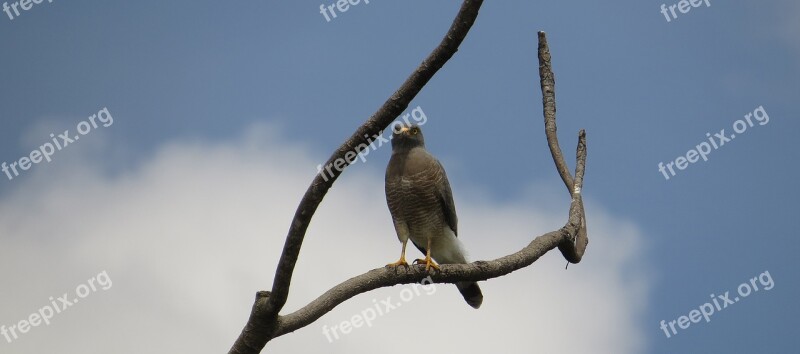 Fauna Ave Aguilucha Bird Of Prey Armenia