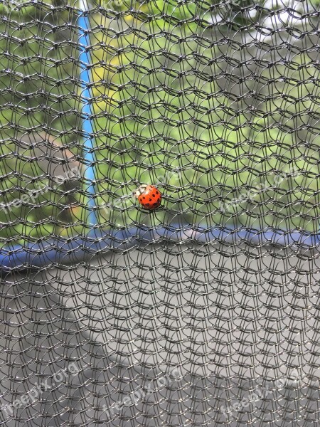 Ladybug Web Garden Summer Nature