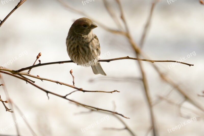 Bird House Finch Nature Avian Wild