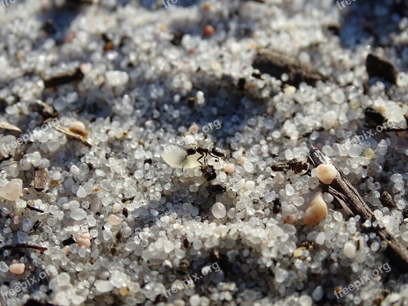 Ant Anthill Sand Free Photos