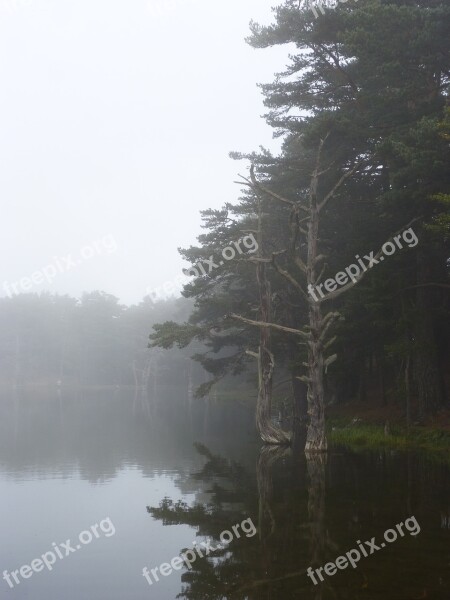 Lake Fog Stump Dead Tree Mystery