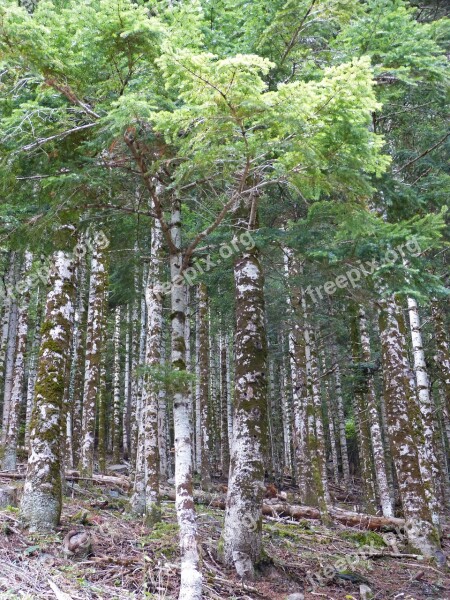 Forest Hayedo Atlantic Forest Val D'aran Tree Trunk