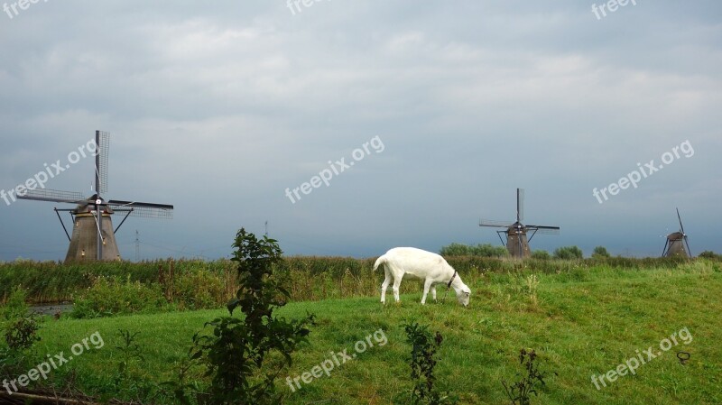 Goat Mill Wind Mill Landscape Grass