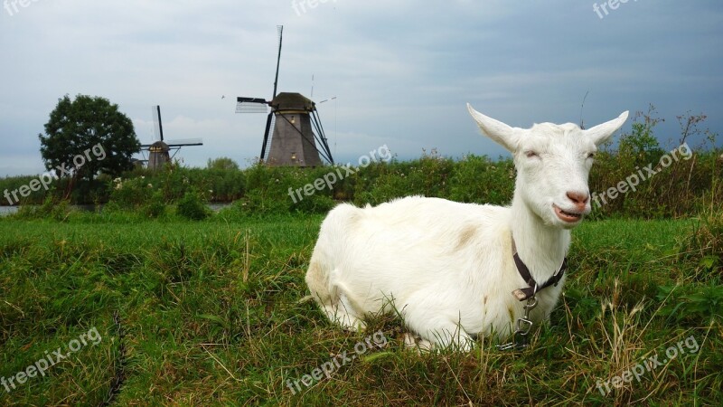 Goat Mill Wind Mill Landscape Grass