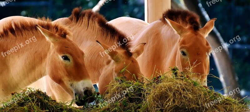 Horses Feeding Eat Animal Nature