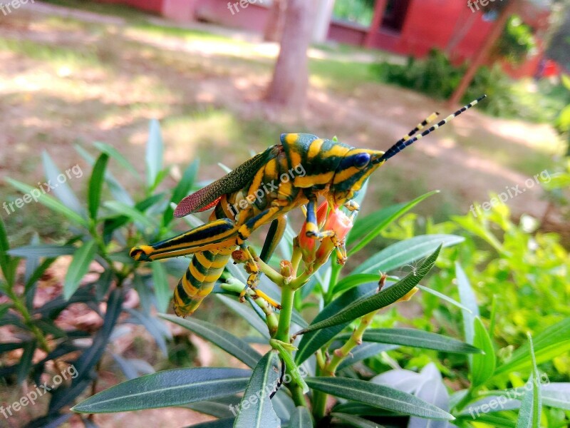 Grasshopper Bug Insect Arthropoda Grass