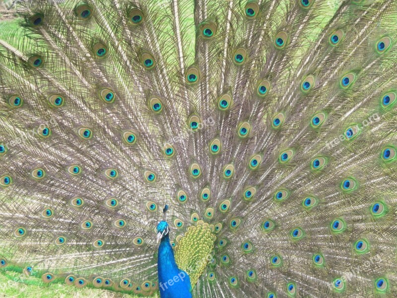 Peacock Bird Feathers Plumage Decorative