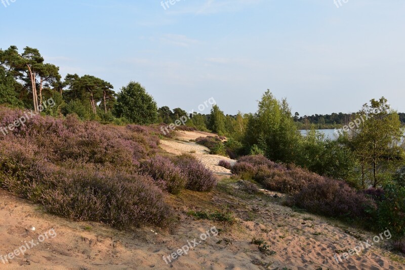 Maasduinen Nature Reserve Heathland Netherlands Limburg