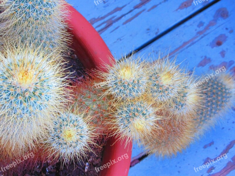 Rustic Blue Cactus Terra Cotta Cactus Garden