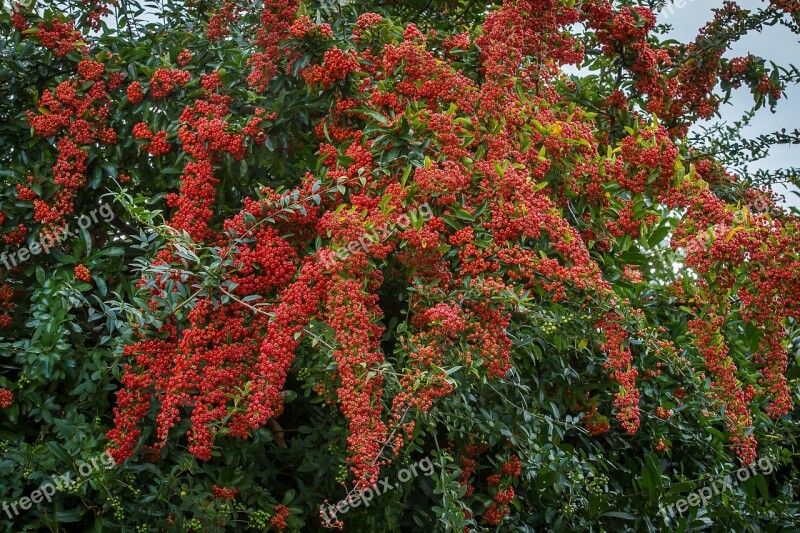 Sea Buckthorn Schlehe Bush Prickly Strauchartig