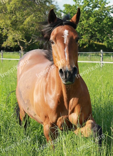 Horse Quarter-horse Pferdeportrait Paddock Pasture