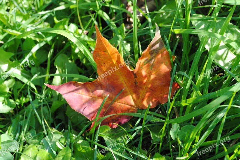 Autumn Maple Leaf Golden Maple Autumn Leaves Leaves