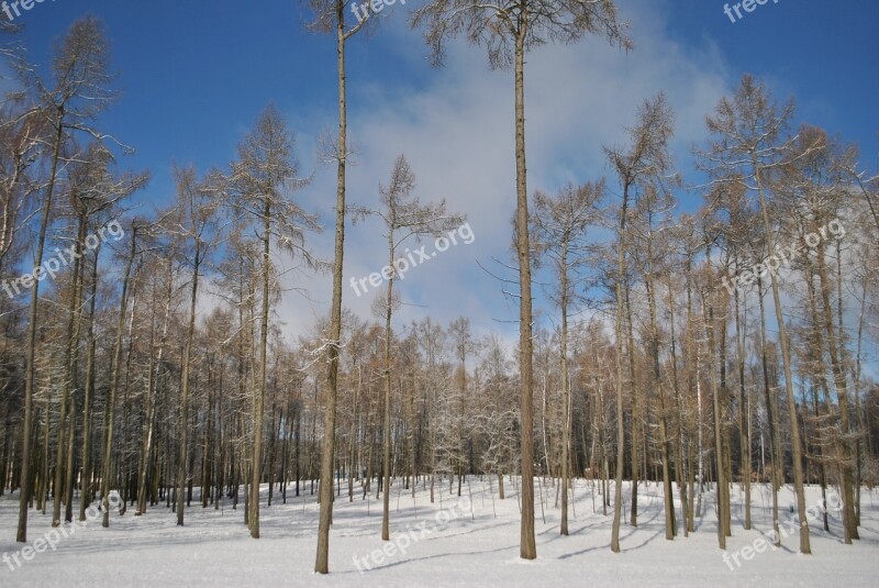 Winter Winter Sky Blue Sky Snow Nature