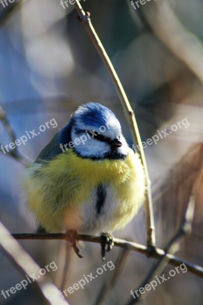 Bird Blue Tit Small Birds Springs Animals