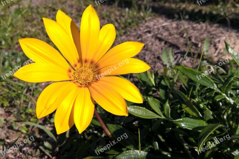 Flower Wildlife Street Yellow Nature