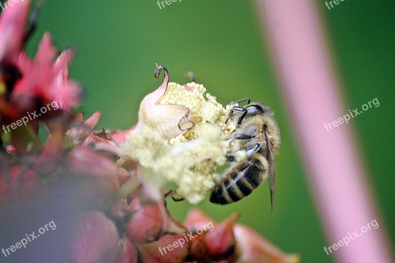 Bee Animals Insect Close Up Pollination