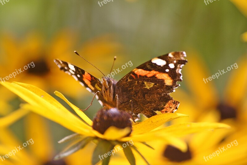 Animals Walk In The Park Insect Butterfly Hamburgensien