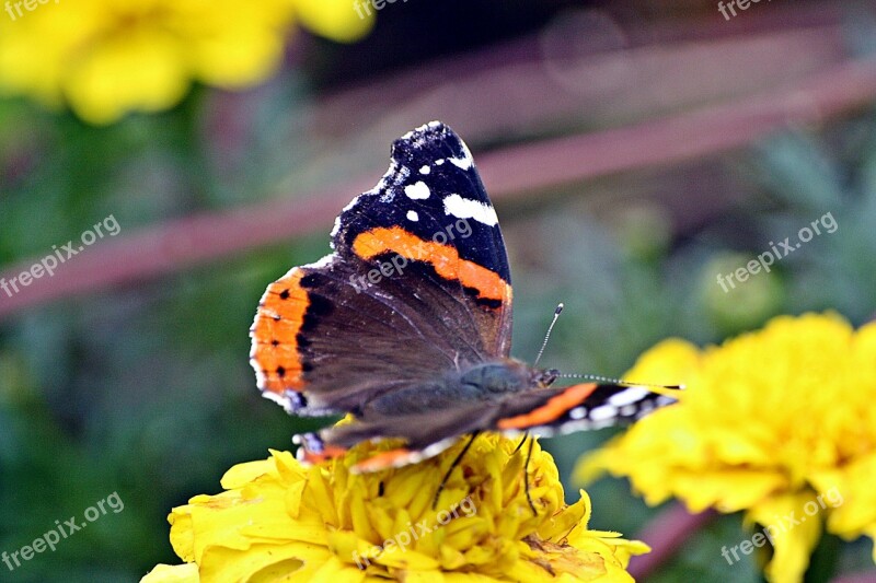 Animals Insect Butterfly Admiral Walk In The Park