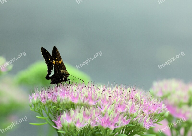 Butterfly Moth Insect Feeding Bright