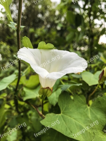 Flowers Roses Plant Colorful Green