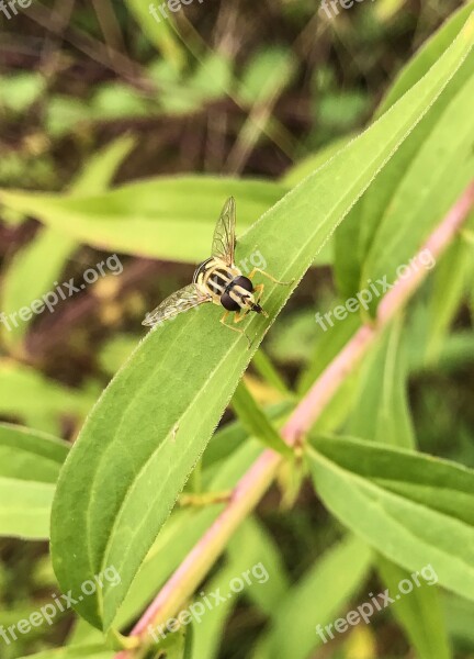 Bee Wasp Animal Fly Hummel