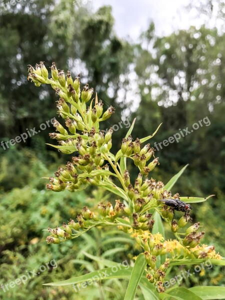 Bee Hummel Wasp Fly Flowers