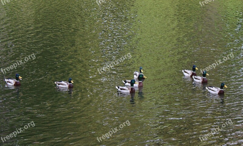 Wild Ducks Mallard Duck Pond Water Family