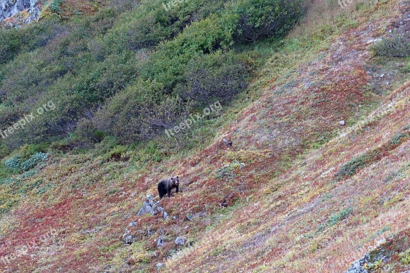 Bear Wild Animal Predator Living Nature Meeting