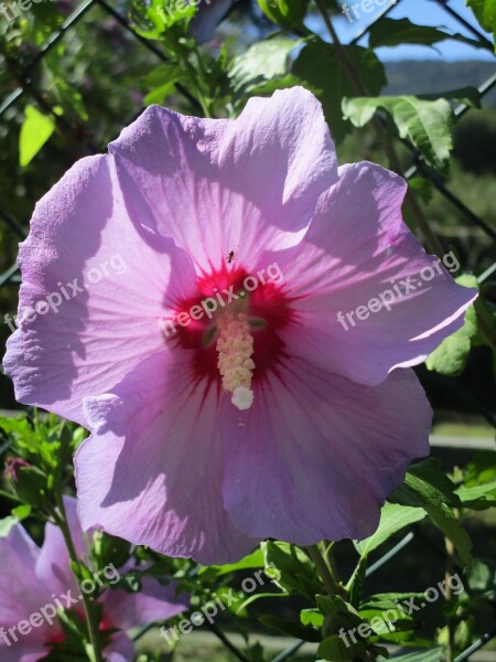 Hibiscus Blossom Bloom Pink Mediterranean