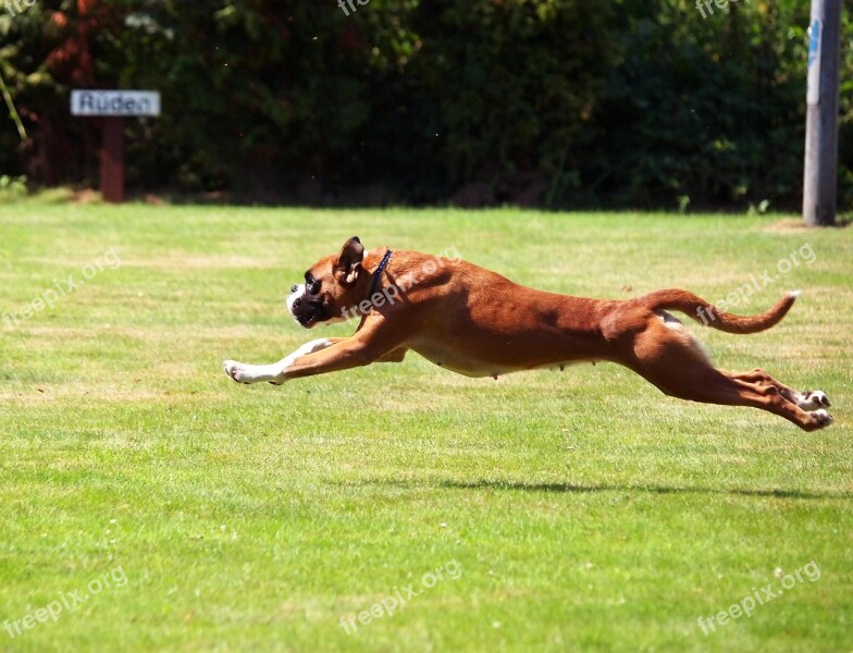 Boxer German Boxer Young Boxer Dogs Rush