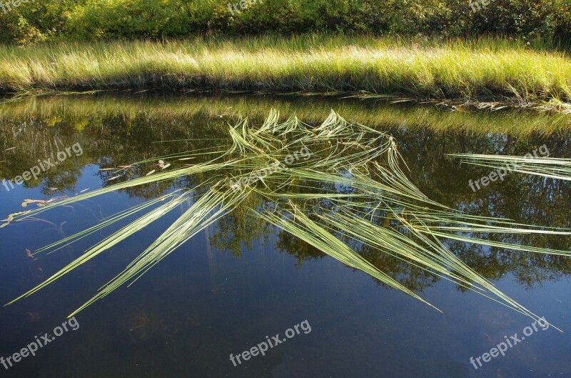 Forest Lake Mountains Forest Nature Reflection