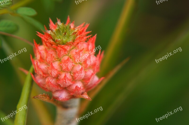 Tropical Fruit Cluster Red Pineapple Fruit Non Free Photos