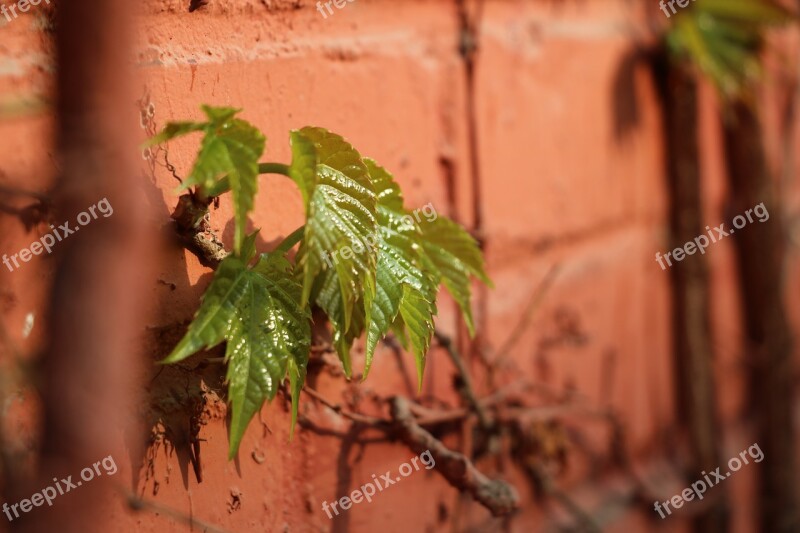 Green Red Wall Deadwood Close-range Photogrammetry Free Photos