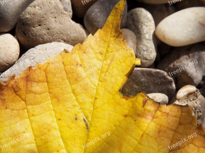 Leaf Autumn Yellow Background Greeting Card