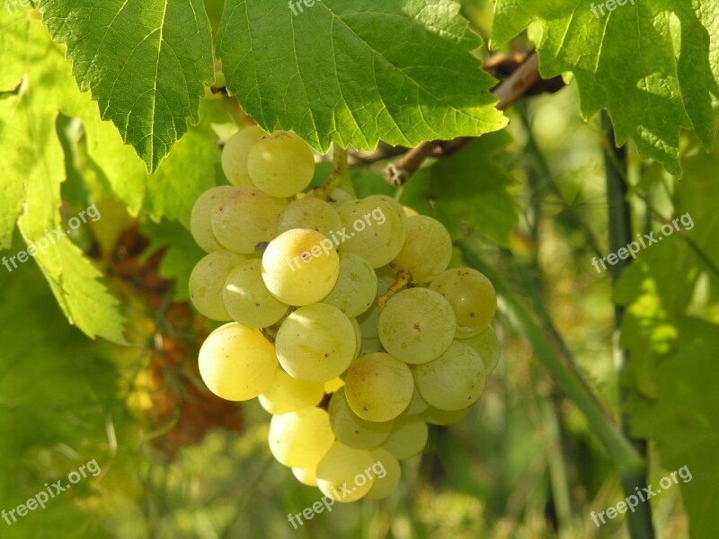 Grapes Fruit Food Autumn Fruits Acini