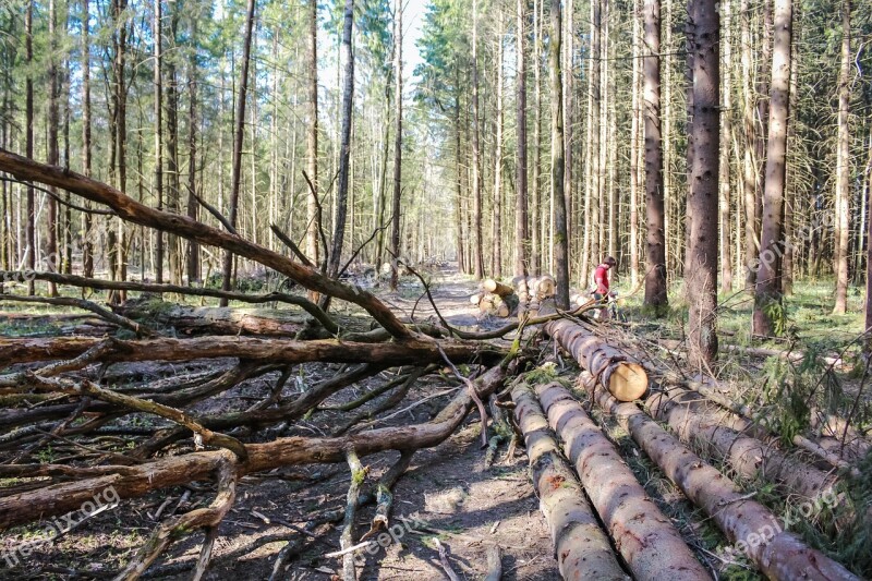 Blockage Trees Dirt The Road Coniferous