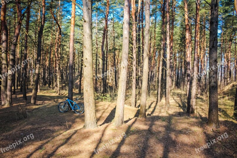 Pine Forest Coniferous Summer Bright