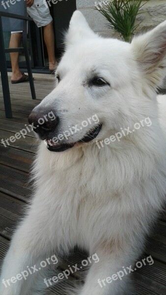 Swiss White Shepherd Dog Animals I Wanted To Live With Animals Free Photos