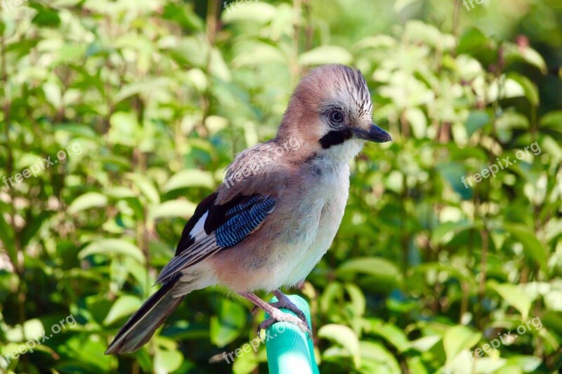 Rovinj Croatia Bird Jay Istria